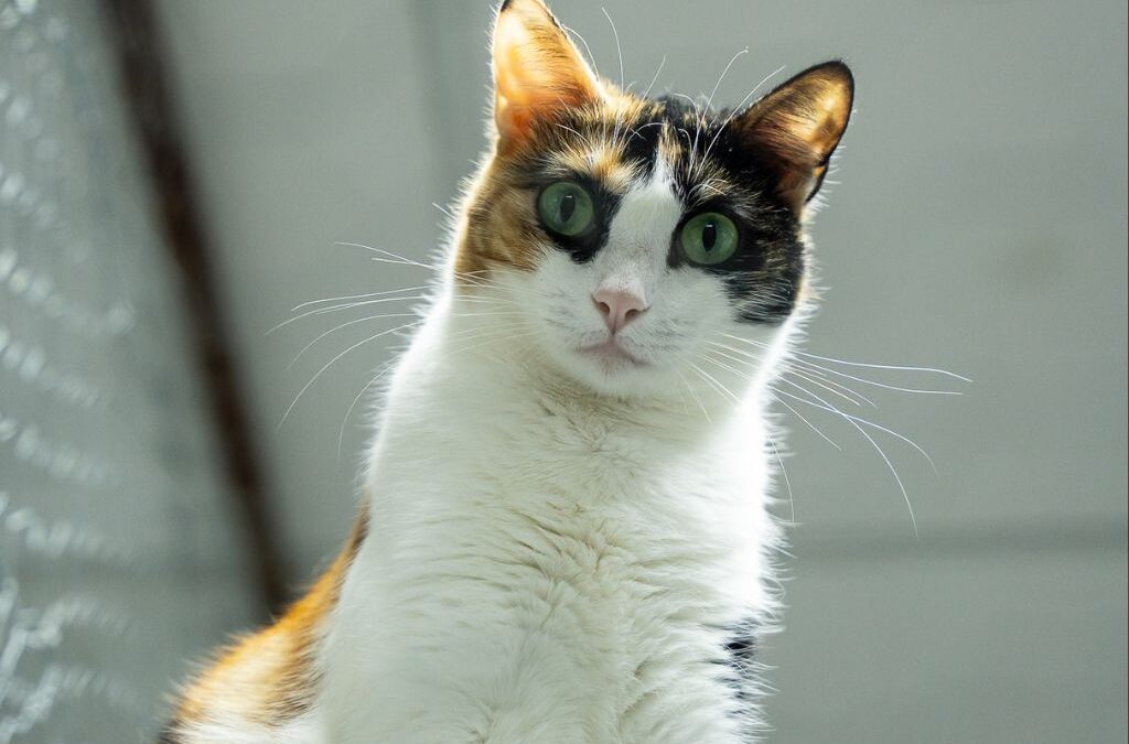 MANTIS en adopción