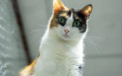 MANTIS en adopción