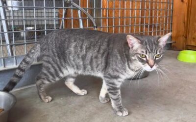 ANNABELLE en adopción