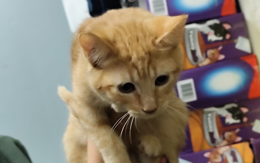 DALAILA en adopción