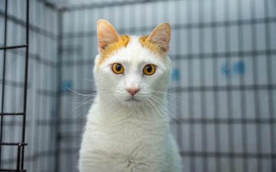 BASTIAN en adopción