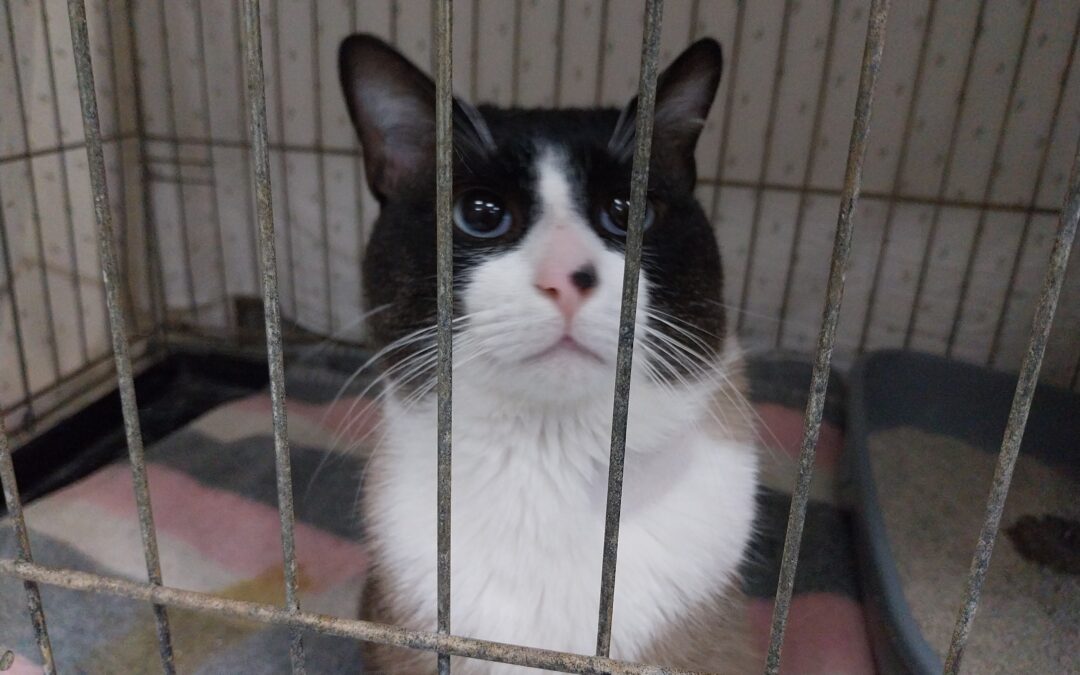 ARIGATO en adopción