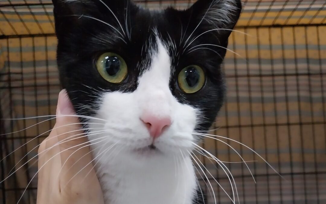 GARAVITA en adopción