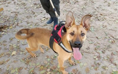 MANCHEGA en adopción