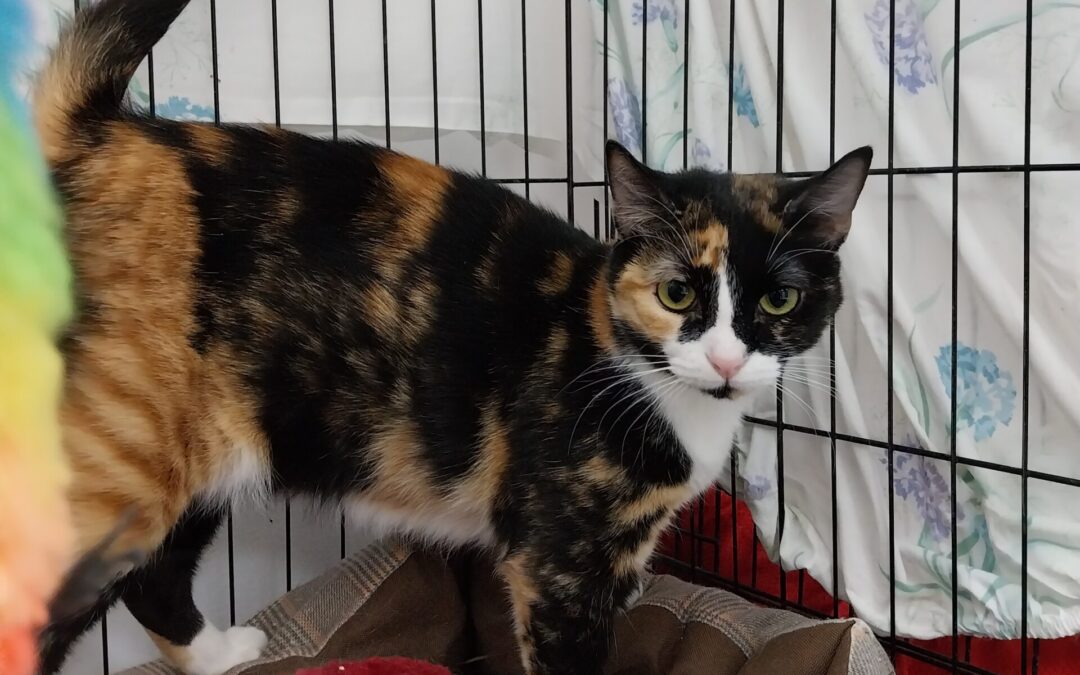 OLIMPIA en adopción