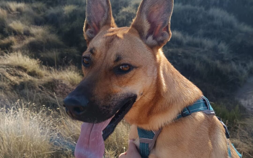 MANCHEGA en adopción