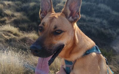 MANCHEGA en adopción