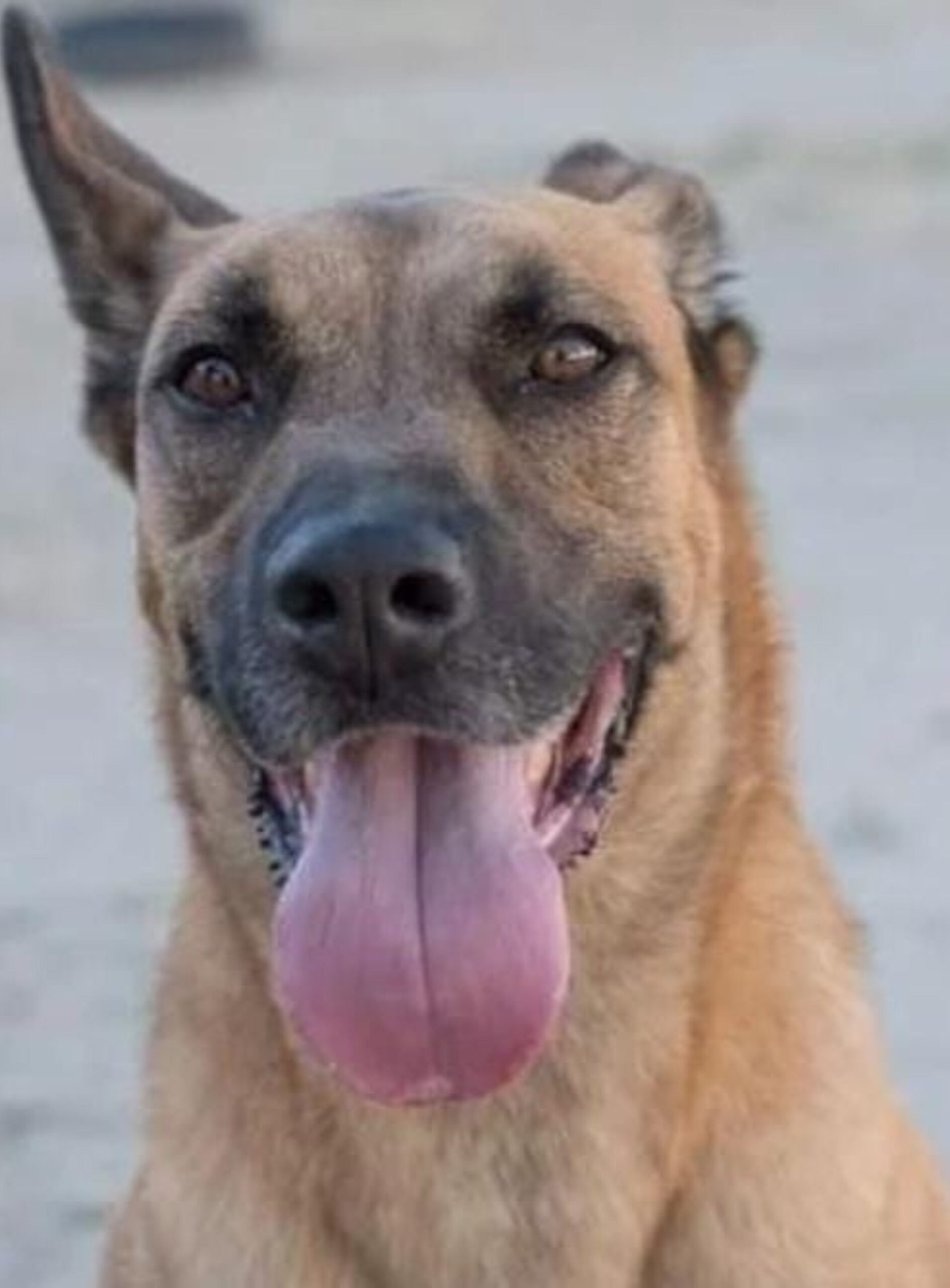 max en adopcion