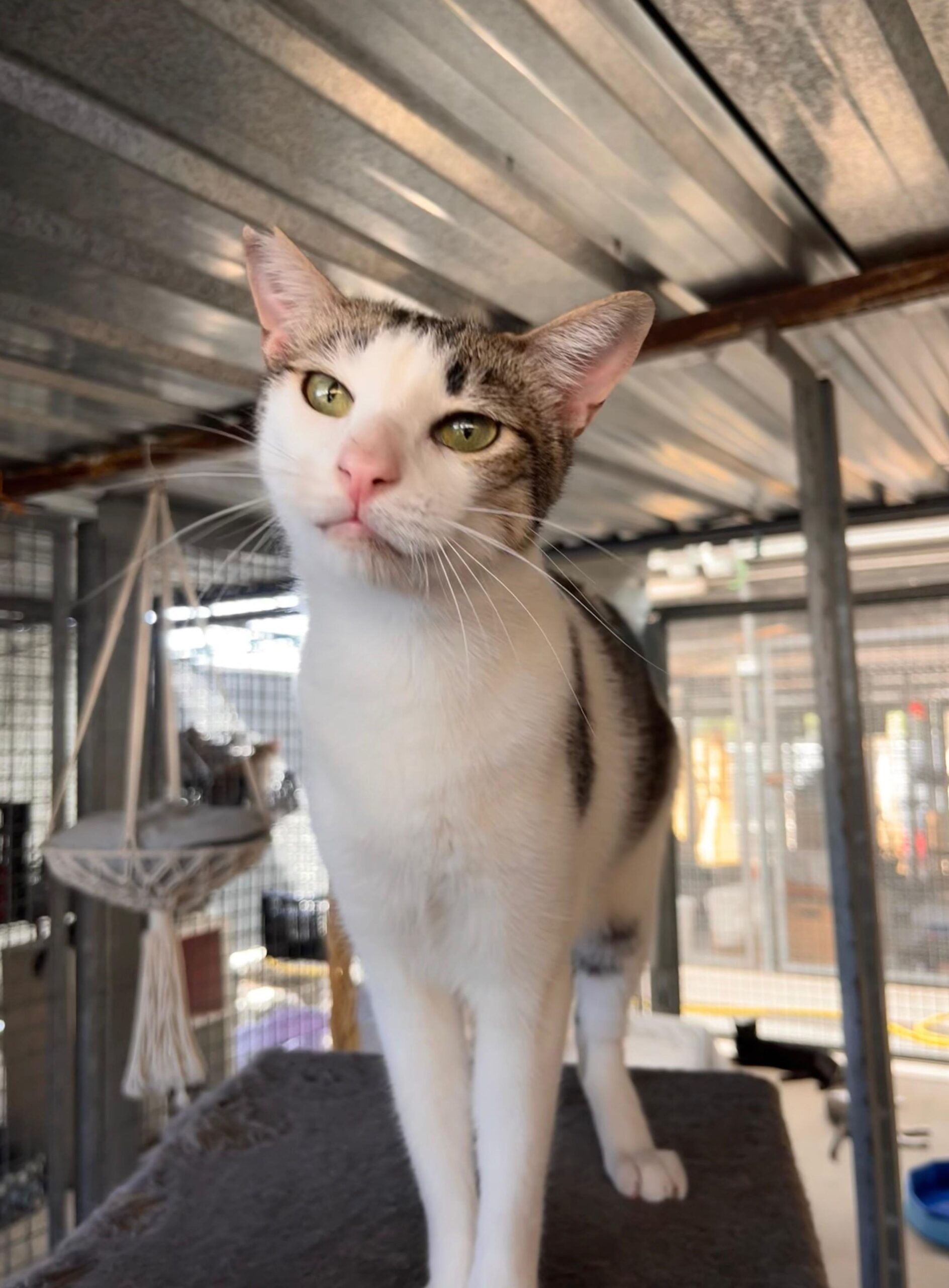 Gato en adopcion en alcala de henares