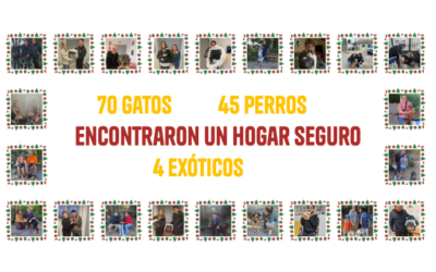 UN AÑO ENTRE BIGOTES