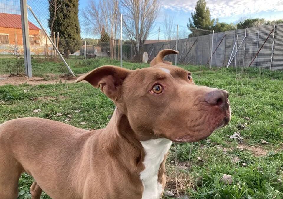 TYSON en adopción