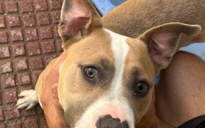 RUPERTO en adopción