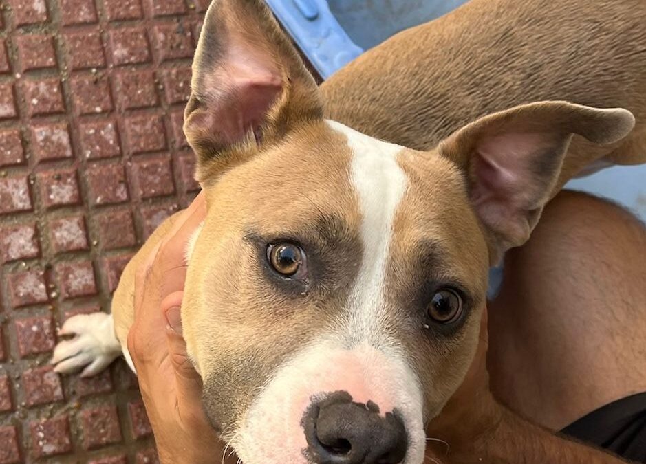 RUPERTO en adopción