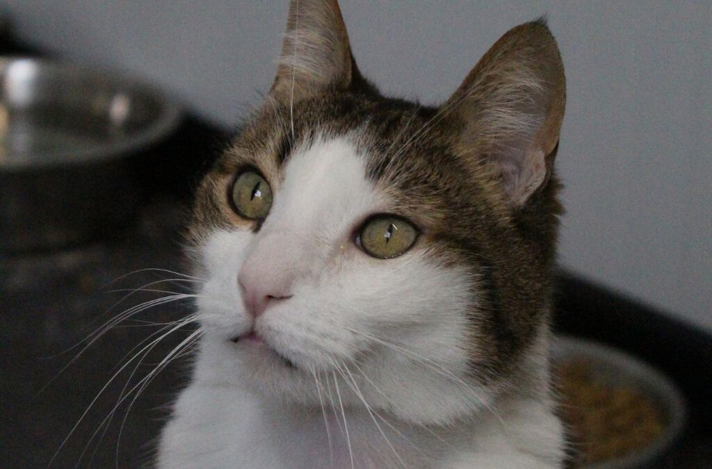 OBLIO en adopción