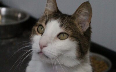 OBLIO en adopción