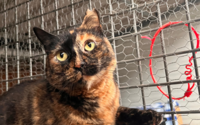 AJEDREZ en adopción