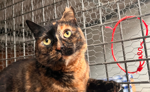 AJEDREZ en adopción