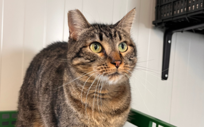 CILANTRO en adopción