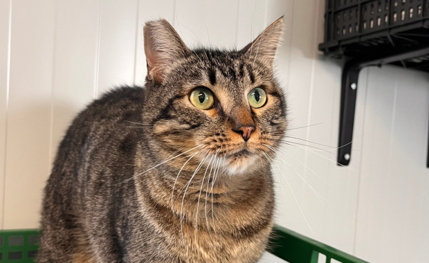 CILANTRO en adopción