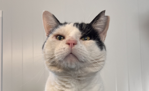 TÉMPANO en adopción