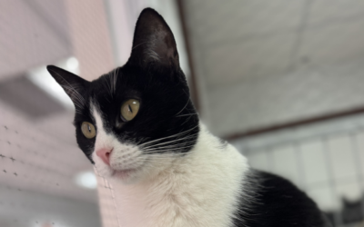 FRISONA en adopción