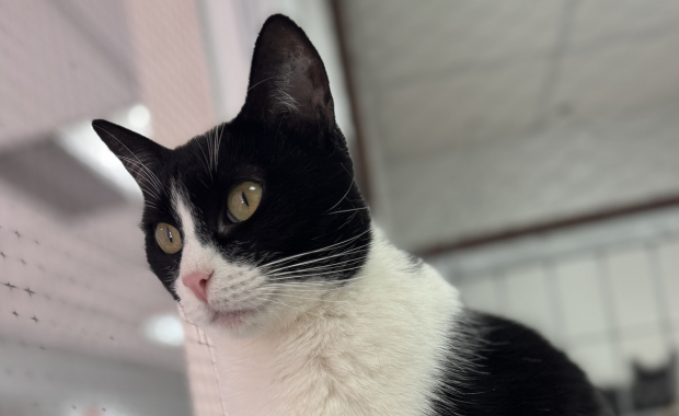 FRISONA en adopción