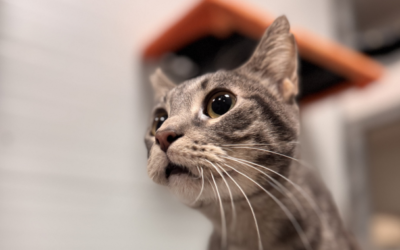 CARMELO en adopción