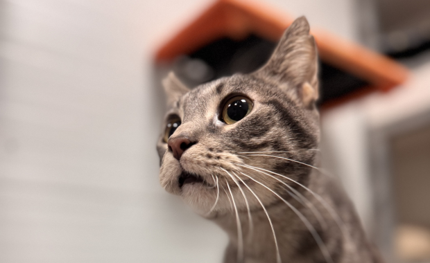 CARMELO en adopción