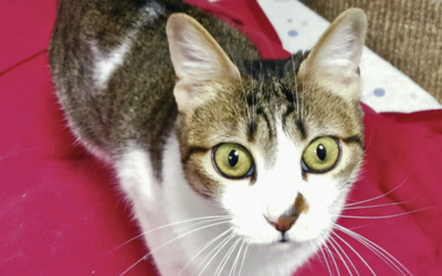 ALMUDENA en adopción