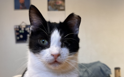 HURACÁN en adopción