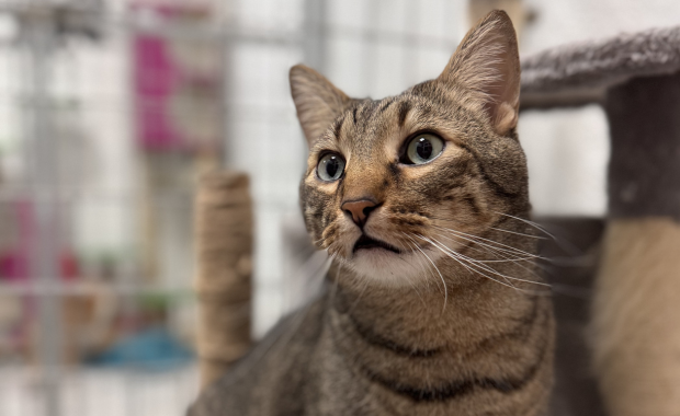 ÍNDIGO en adopción