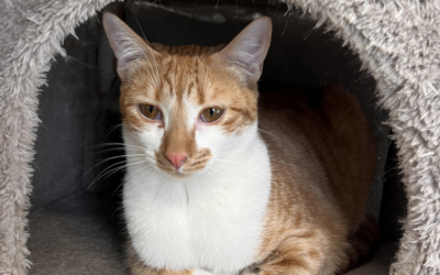 SALMOREJA en adopción