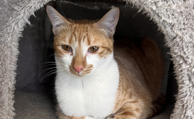 SALMOREJA en adopción