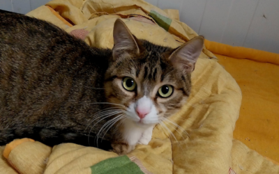 CIGÜEÑAL en adopción