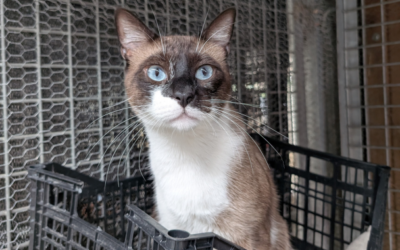 COCO MANUEL en adopción