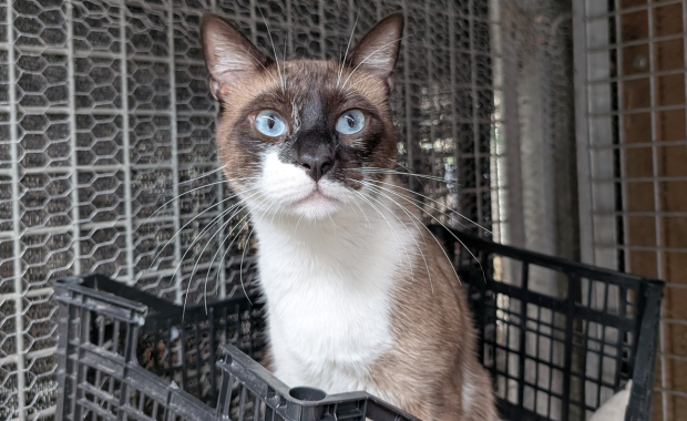 COCO MANUEL en adopción