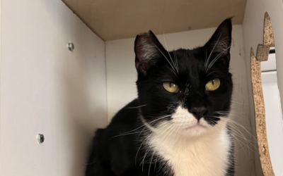 MR. POTATO en adopción