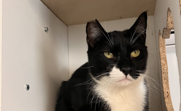 MR. POTATO en adopción