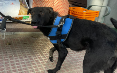 SULTÁN en adopción