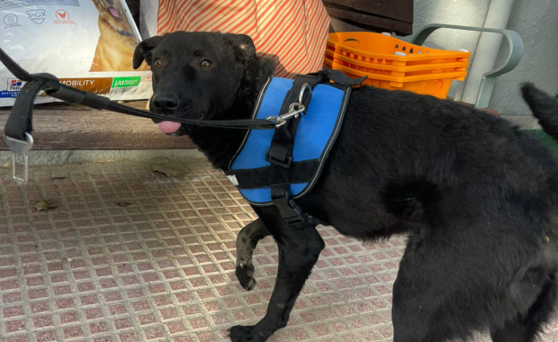 SULTÁN en adopción