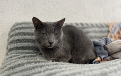 TORNADO en adopción