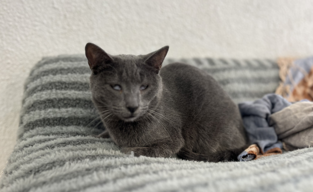 TORNADO en adopción