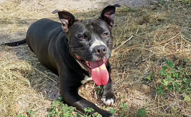 AVENGER en adopción
