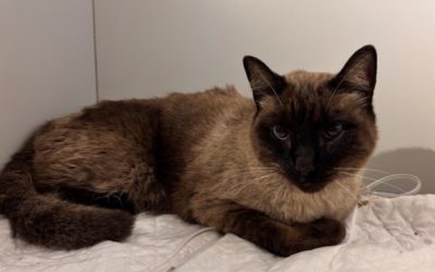 SÁNDALO en adopción