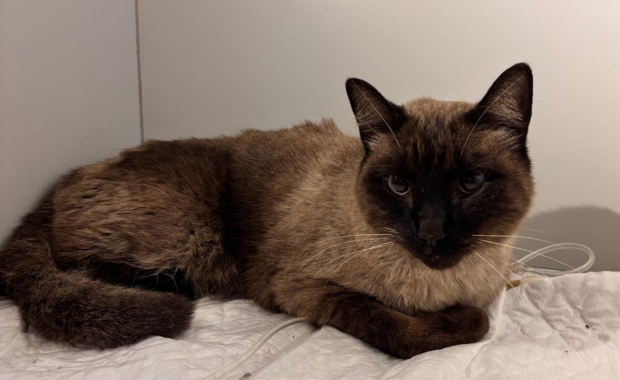 SÁNDALO en adopción