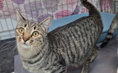 SAPHIRA en adopción