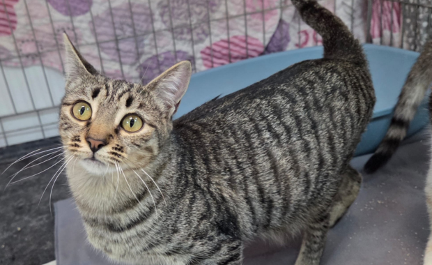 SAPHIRA en adopción