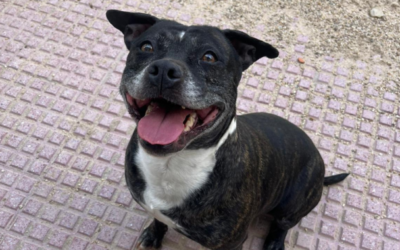 KIMA en adopción