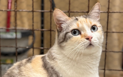 TRIVIAL en adopción