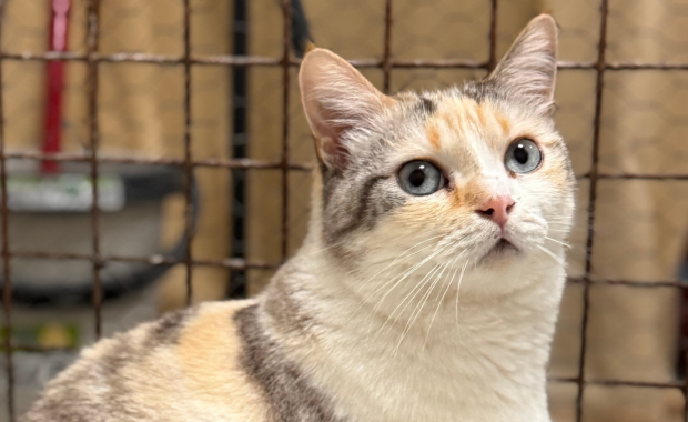 TRIVIAL en adopción